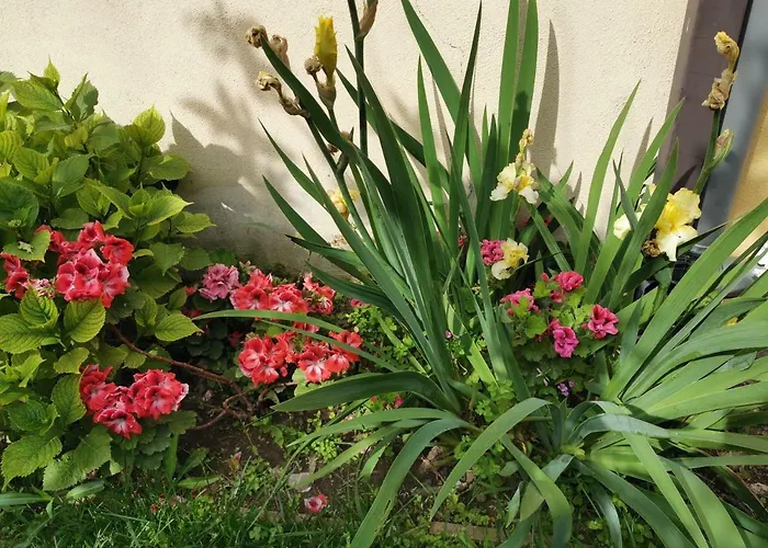 Nocleg ze śniadaniem Alisso 3*